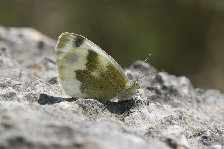 Pieris krueperi krueperi: Bild 10