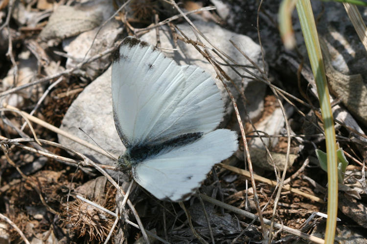 Pieris krueperi krueperi: Bild 2