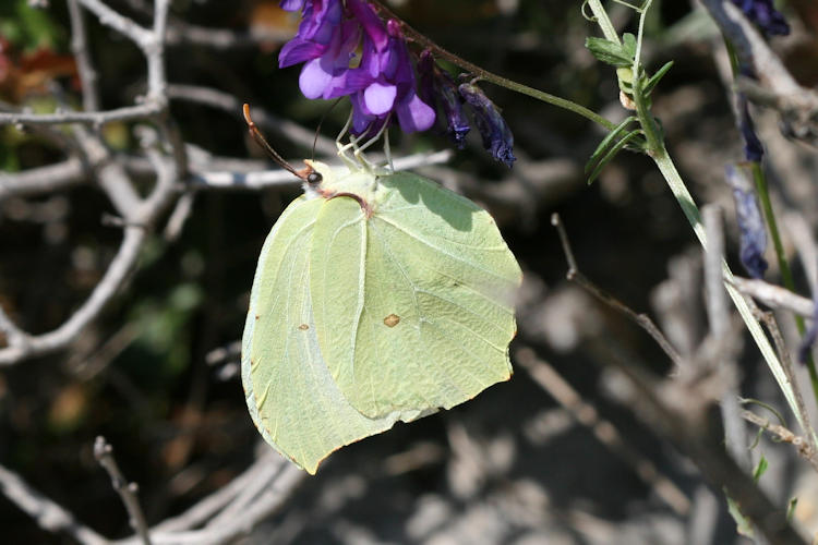 Gonepteryx rhamni transiens: Bild 7