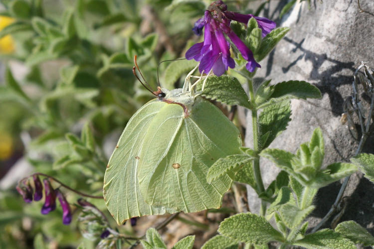 Gonepteryx rhamni transiens: Bild 8