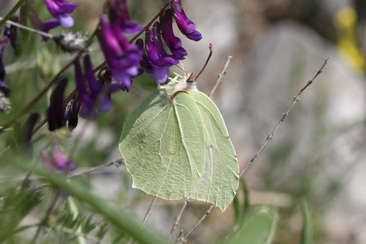 Gonepteryx rhamni transiens: Bild 9