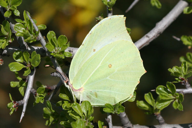 Gonepteryx rhamni transiens: Bild 10