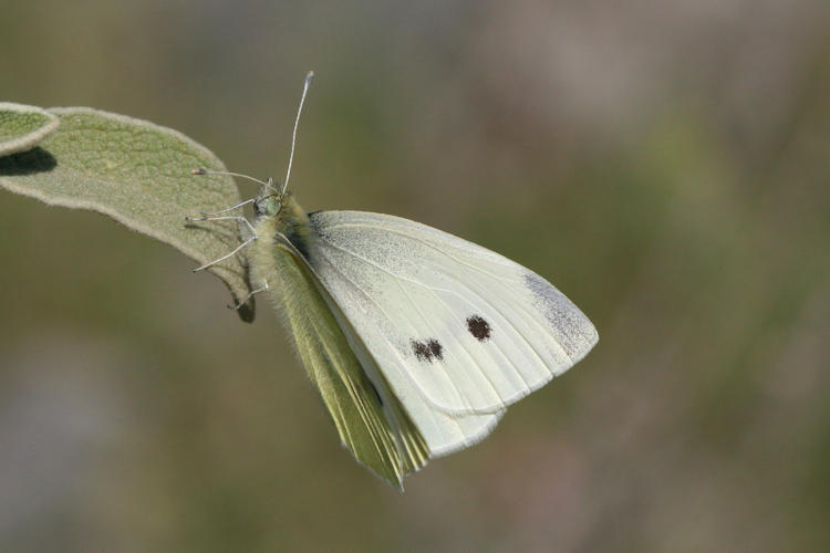 Pieris rapae: Bild 10