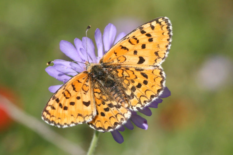 Melitaea trivia: Bild 9