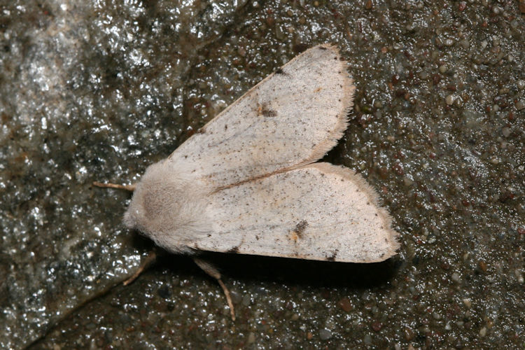 Orthosia rorida: Bild 2