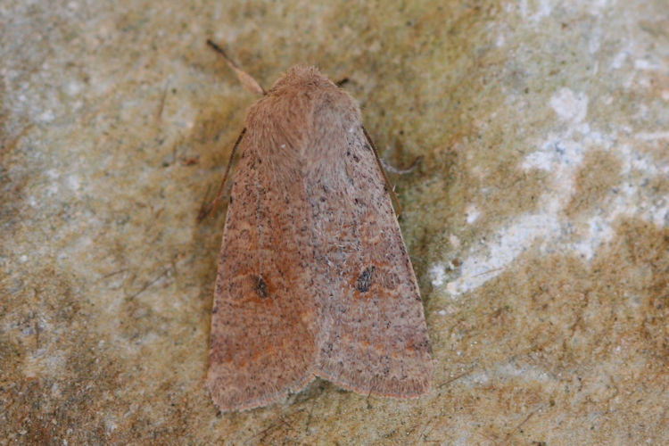 Orthosia cruda: Bild 26