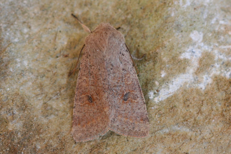 Orthosia cruda: Bild 26