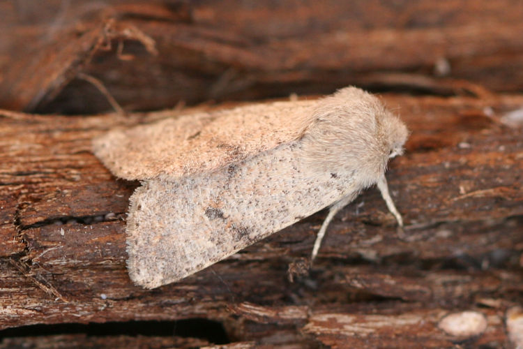 Orthosia cruda: Bild 30