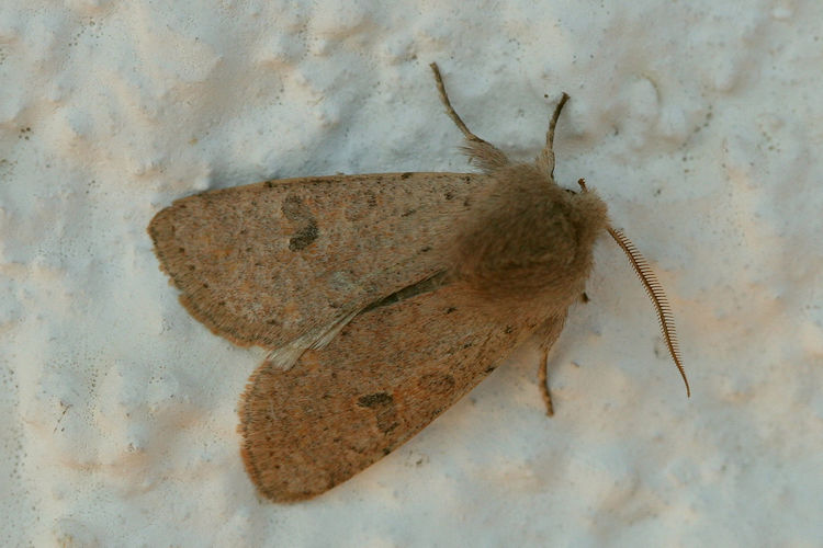 Orthosia cruda: Bild 22