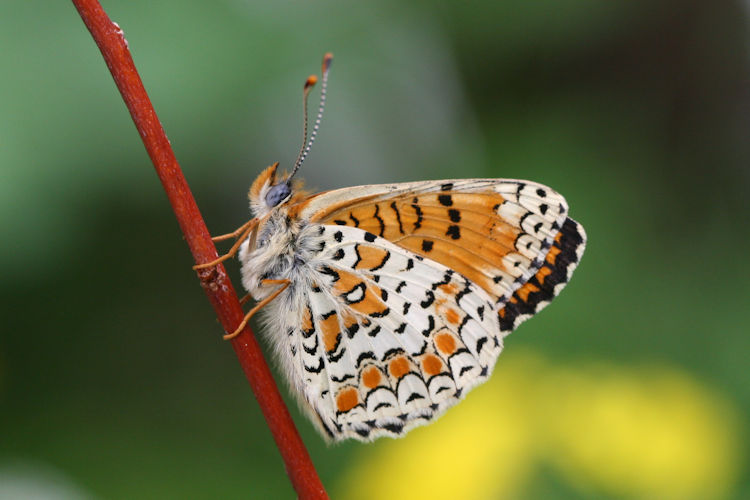 Melitaea ornata ogygia: Bild 11