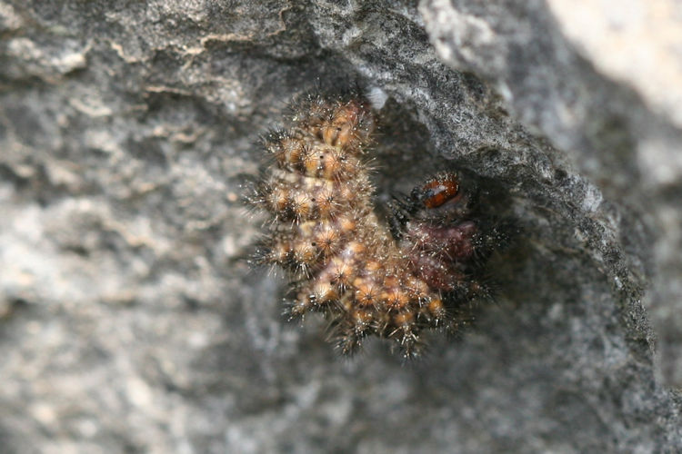 Melitaea ornata ogygia: Bild 2