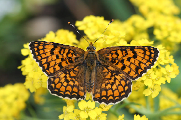 Melitaea ornata ogygia: Bild 1