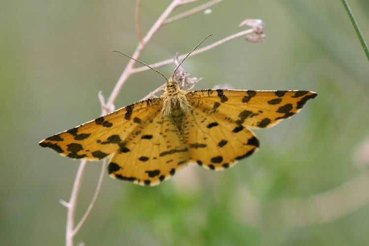 Pseudopanthera macularia: Bild 2