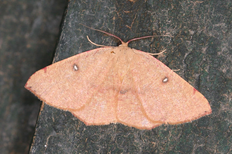 Cyclophora puppillaria: Bild 19