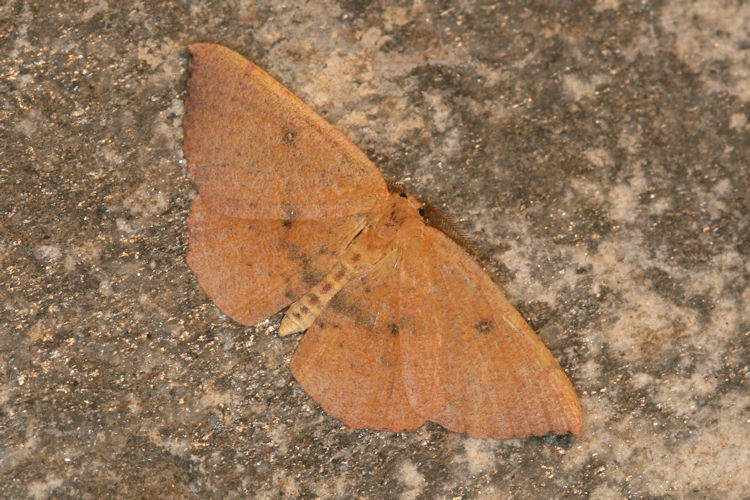 Cyclophora puppillaria: Bild 20