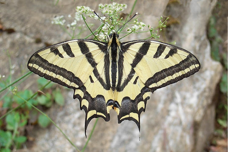 Papilio alexanor eitschbergeri: Bild 1