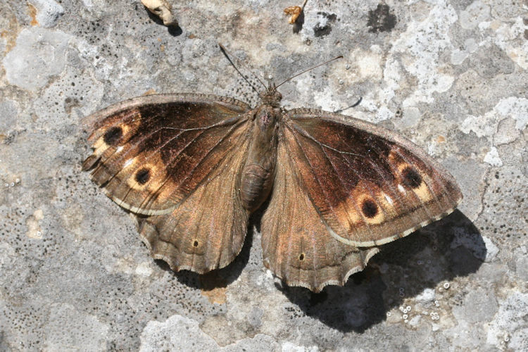 Eupithecia dodoneata: Bild 22