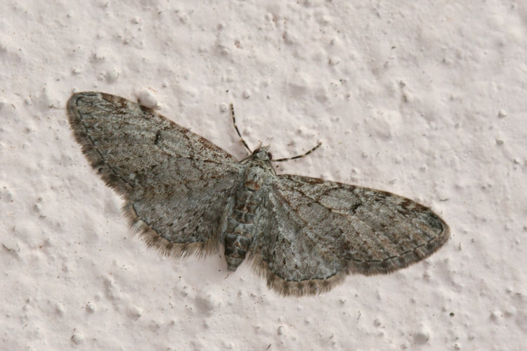 Eupithecia quercetica: Bild 2