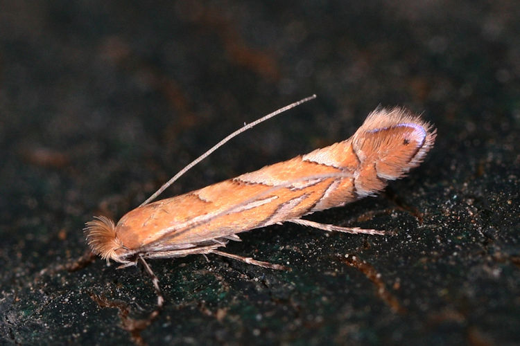 Phyllonorycter messaniella: Bild 1