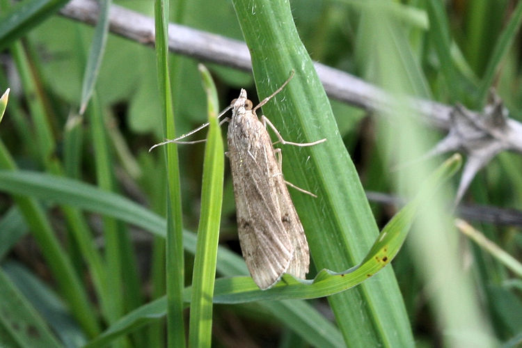 Nomophila noctuella: Bild 4