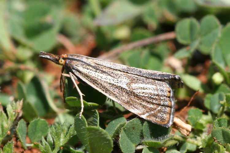 Thisanotia chrysonuchella: Bild 4