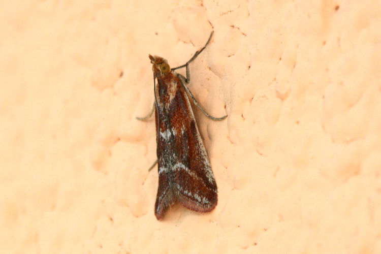 Ancylosis cinnamomella: Bild 1