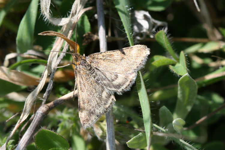 Pyrausta despicata: Bild 6