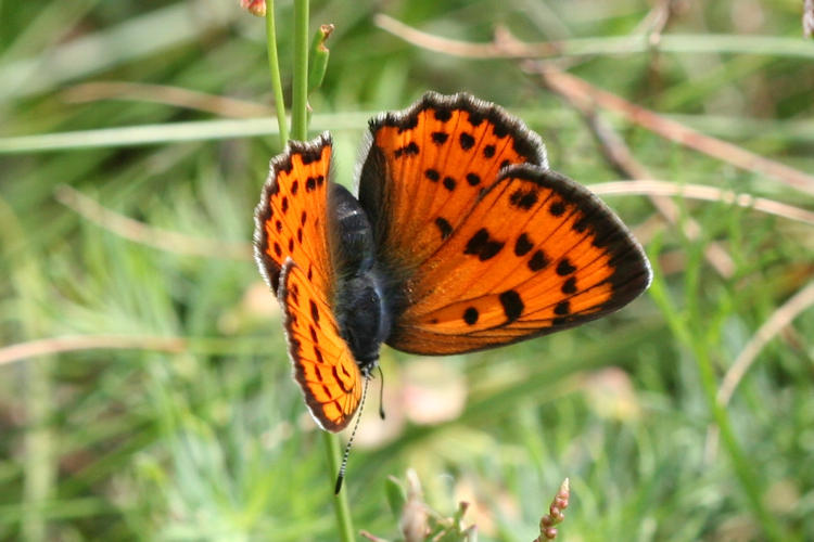 Lycaena alciphron gordius: Bild 15