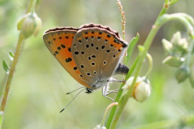 Lycaena alciphron gordius: Bild 31