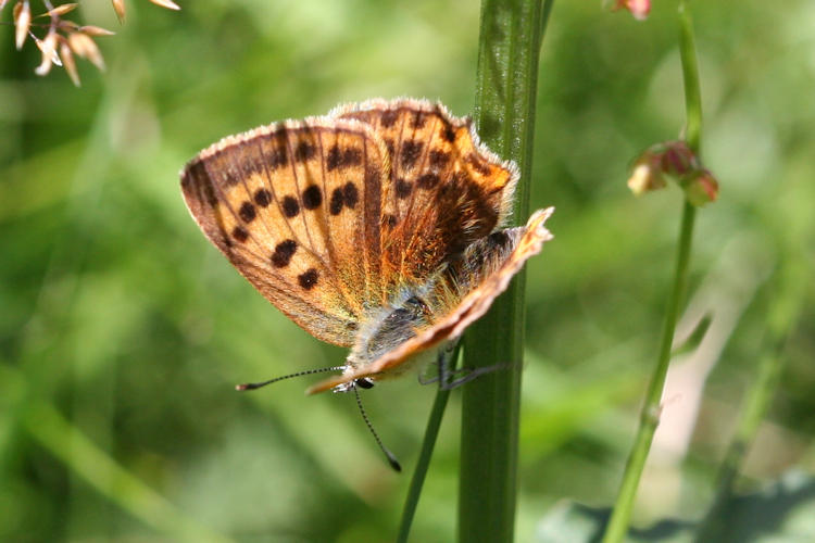 Lycaena virgaureae: Bild 14