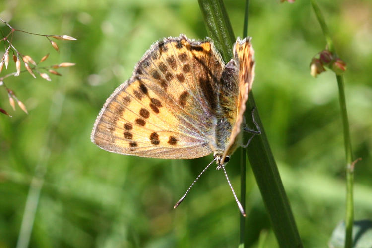 Lycaena virgaureae: Bild 15