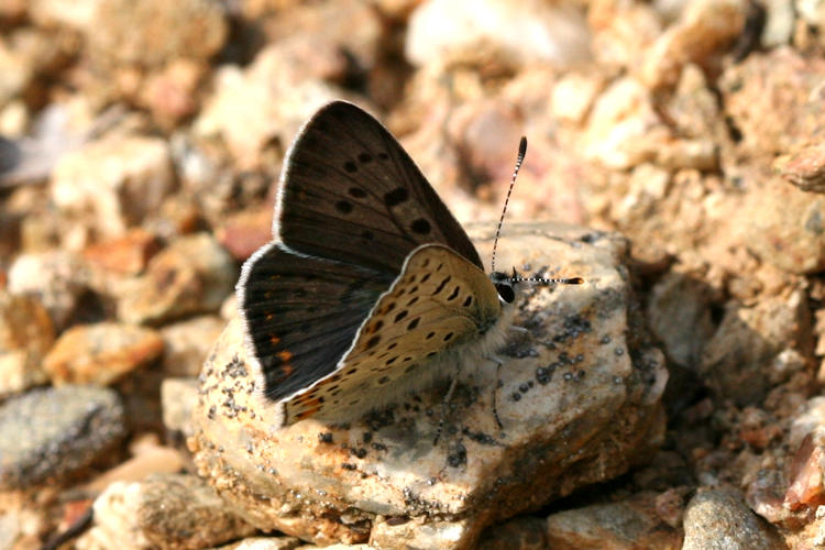 Lycaena tityrus: Bild 3