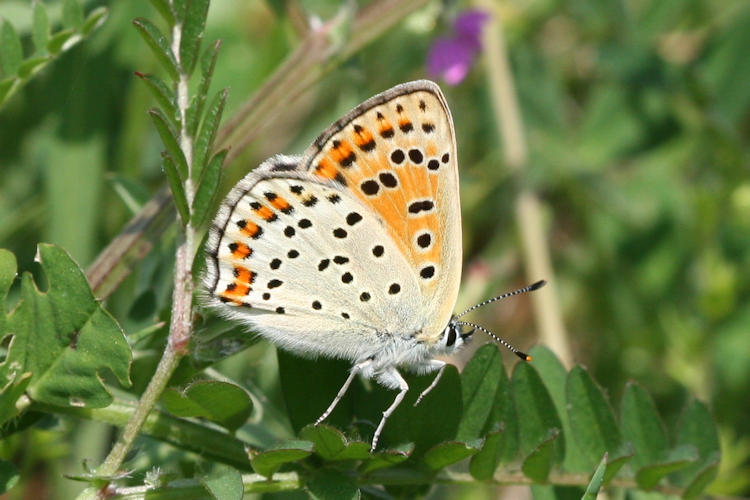 Lycaena tityrus: Bild 31