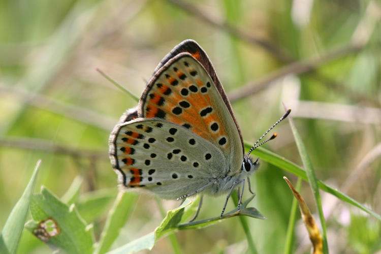 Lycaena tityrus: Bild 32