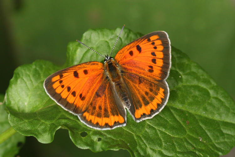 Lycaena dispar rutilus: Bild 5