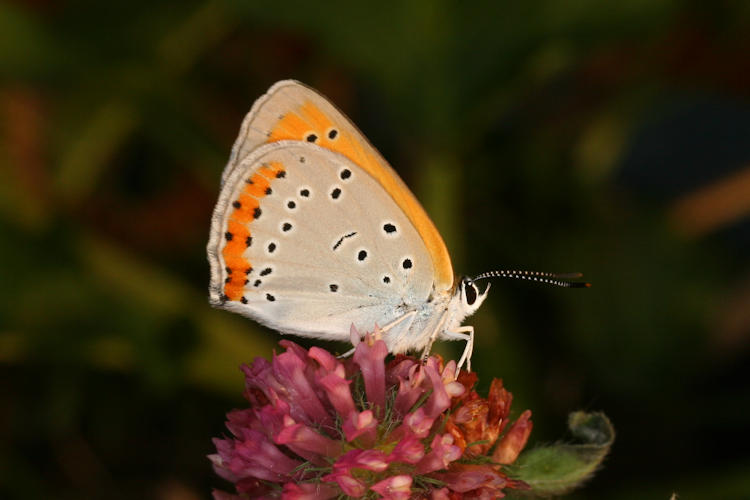 Lycaena dispar rutilus: Bild 10