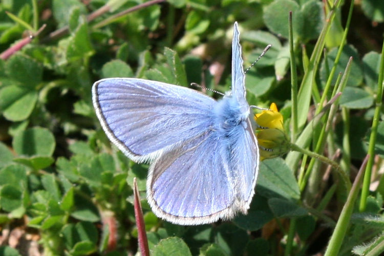 Polyommatus thersites: Bild 5