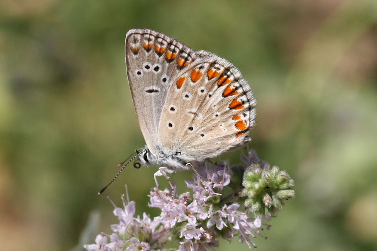 Polyommatus thersites: Bild 15