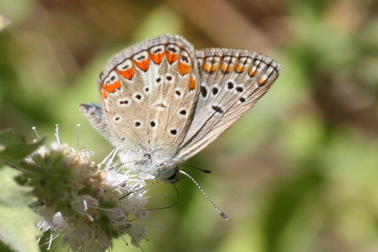 Polyommatus thersites: Bild 17