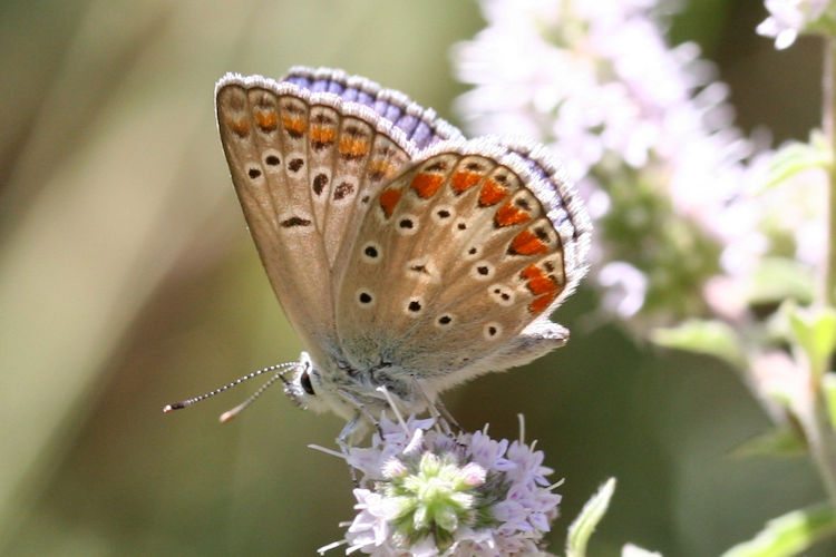 Polyommatus thersites: Bild 17