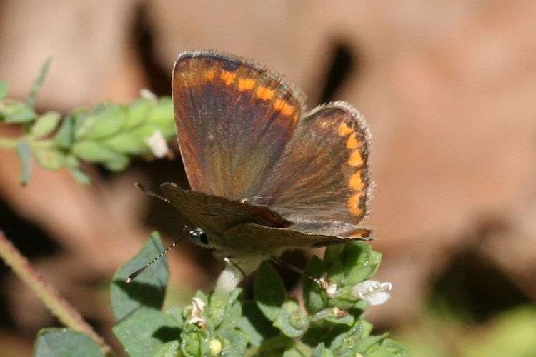 Polyommatus thersites: Bild 8