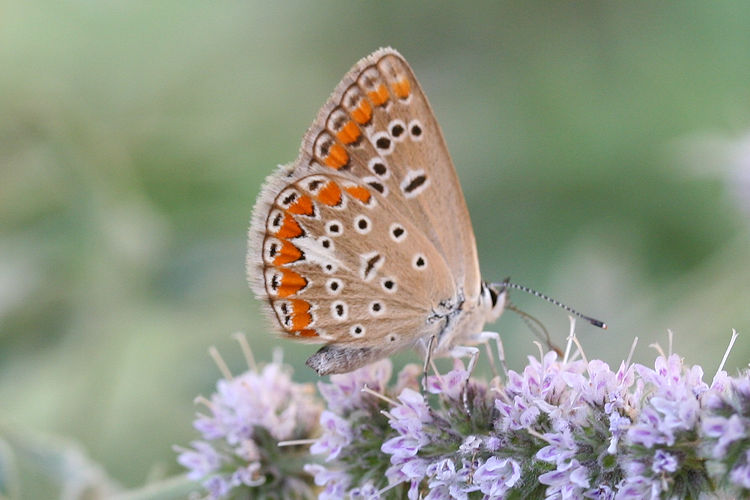 Polyommatus thersites: Bild 35