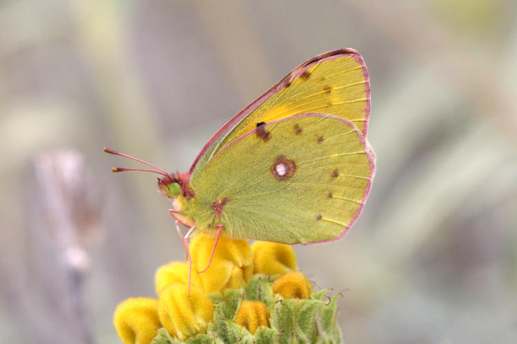 Colias crocea: Bild 21