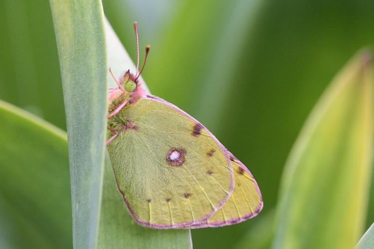 Colias crocea: Bild 22