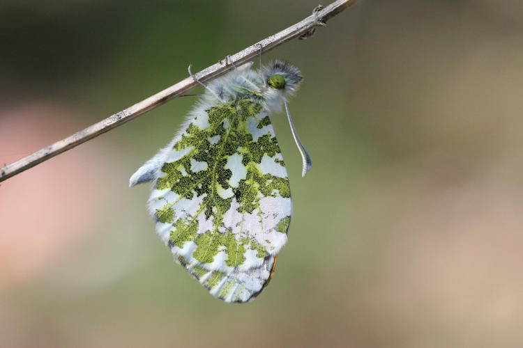 Anthocharis cardamines hellas: Bild 7