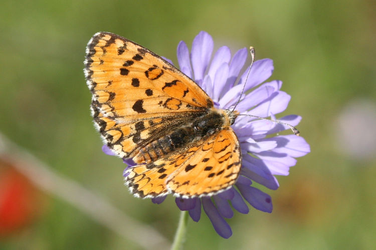 Melitaea trivia: Bild 10