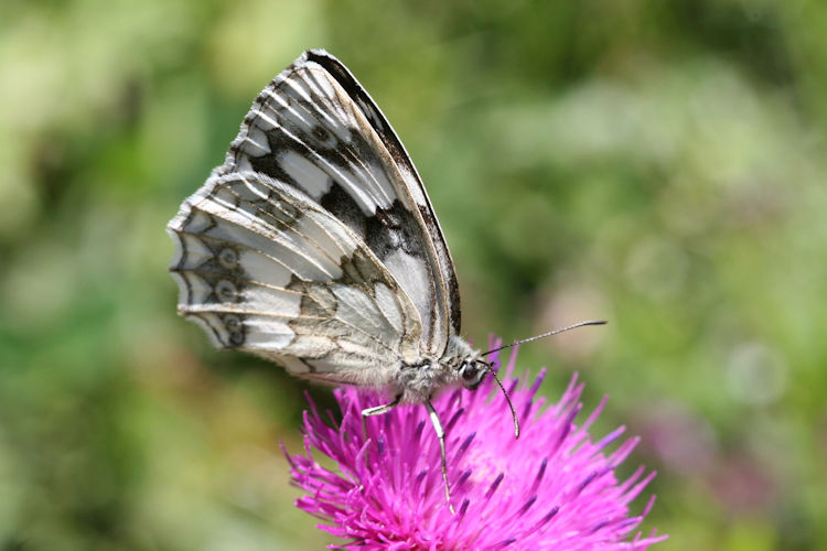 Melanargia galathea: Bild 20