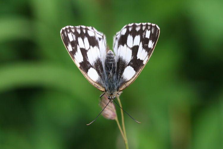 Melanargia galathea: Bild 8