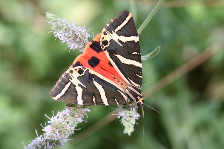 Euplagia quadripunctaria fulgida: Bild 1