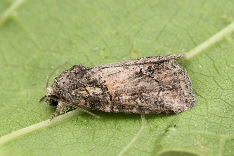 Bryophila tephrocharis: Bild 2